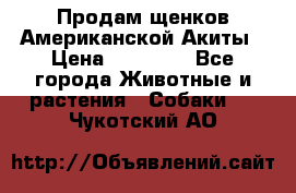 Продам щенков Американской Акиты › Цена ­ 25 000 - Все города Животные и растения » Собаки   . Чукотский АО